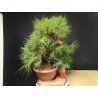 Pinus Halepensis 2