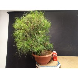 Pinus Halepensis 3