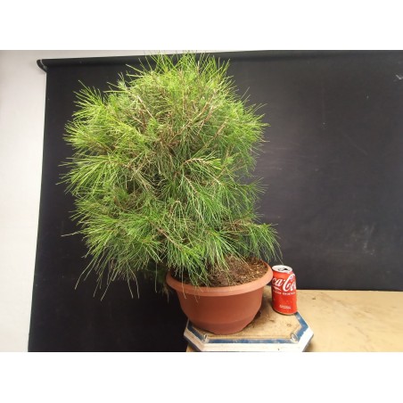 Pinus Halepensis 3