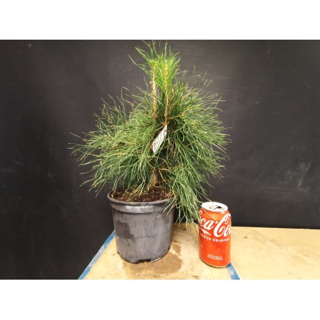 Pinus sylvestris 1