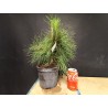 Pinus sylvestris 1
