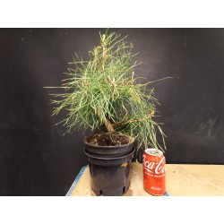 Pinus sylvestris 3