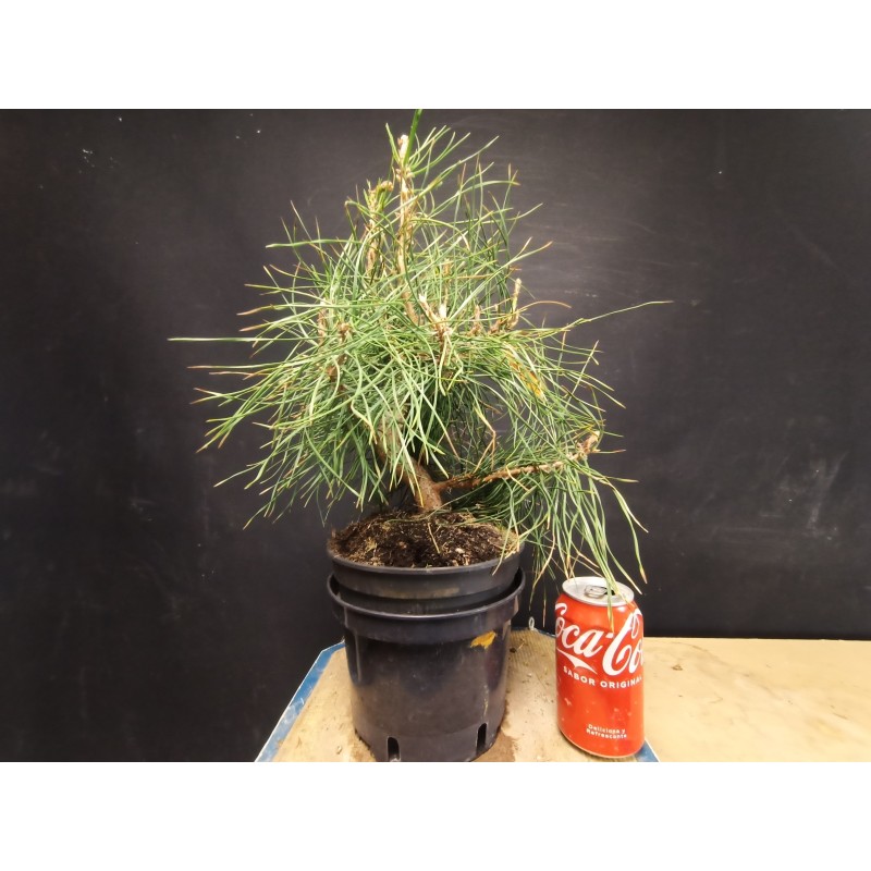 Pinus sylvestris 3