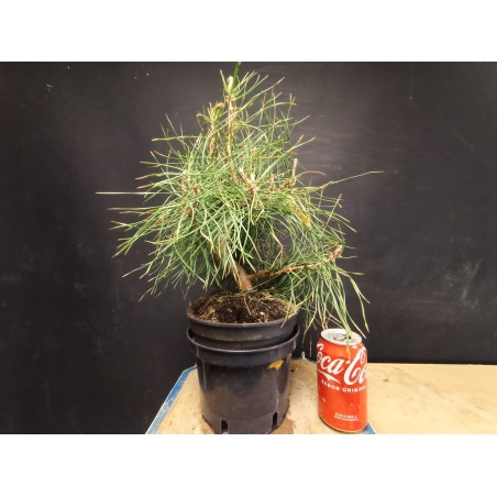Pinus sylvestris 3