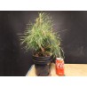 Pinus sylvestris 3
