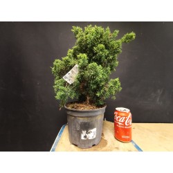 juniperus chinensis kishu 1