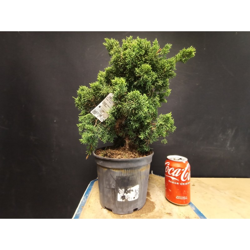 juniperus chinensis kishu 1