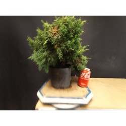 juniperus chinensis kishu 2