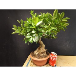Citrus calamondin 1