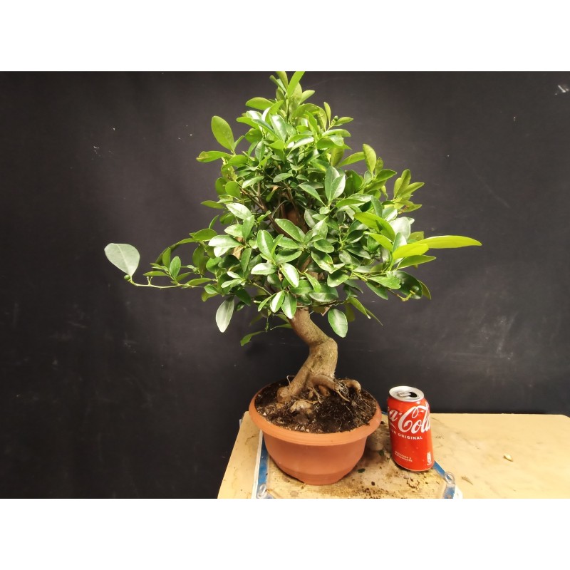 Citrus calamondin 2