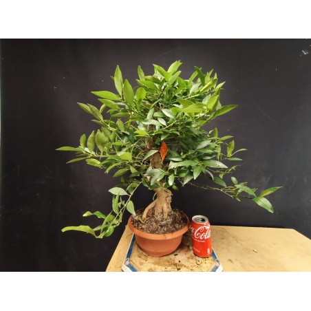 Citrus Limequat 1