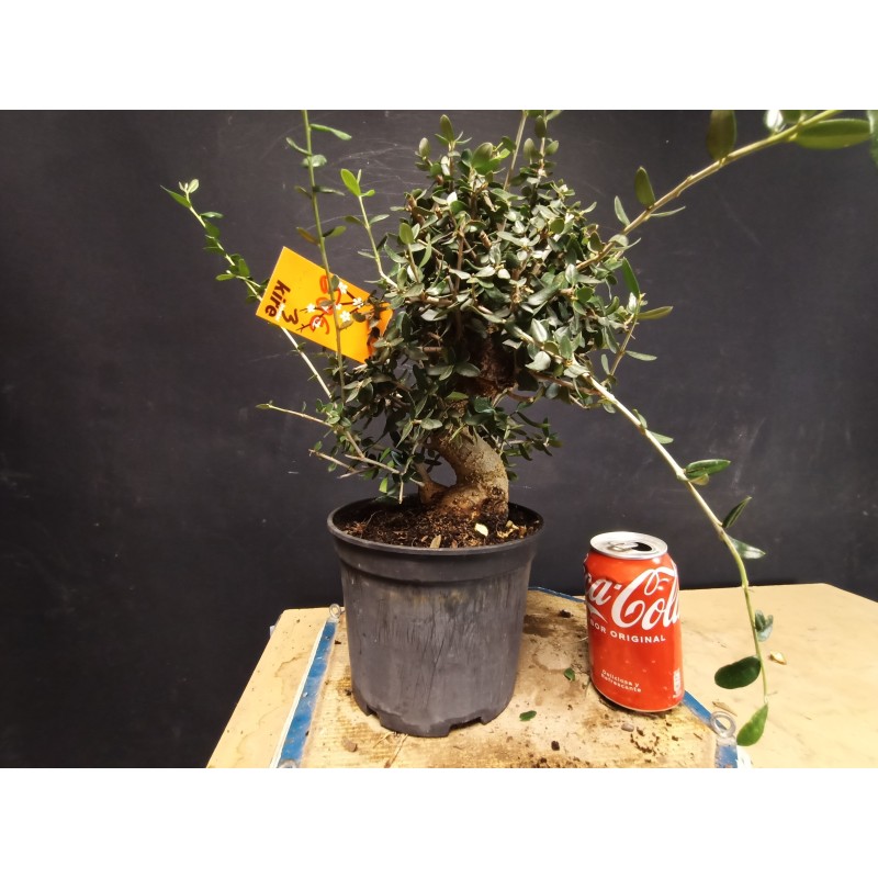 Acebuche 3