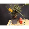Acebuche 3