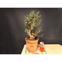 Acebuche 7