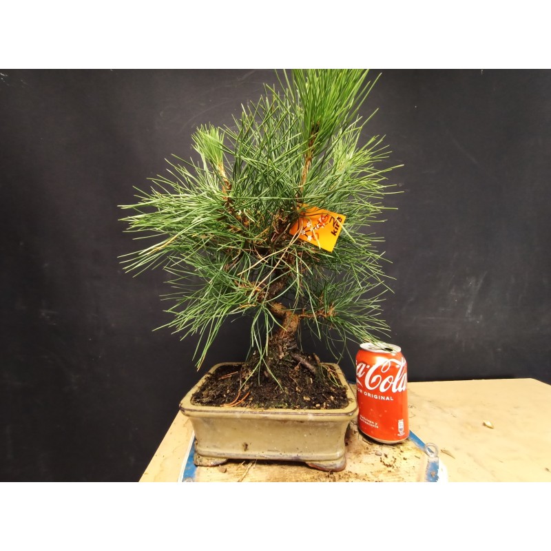 Pinus Tumbergii 2