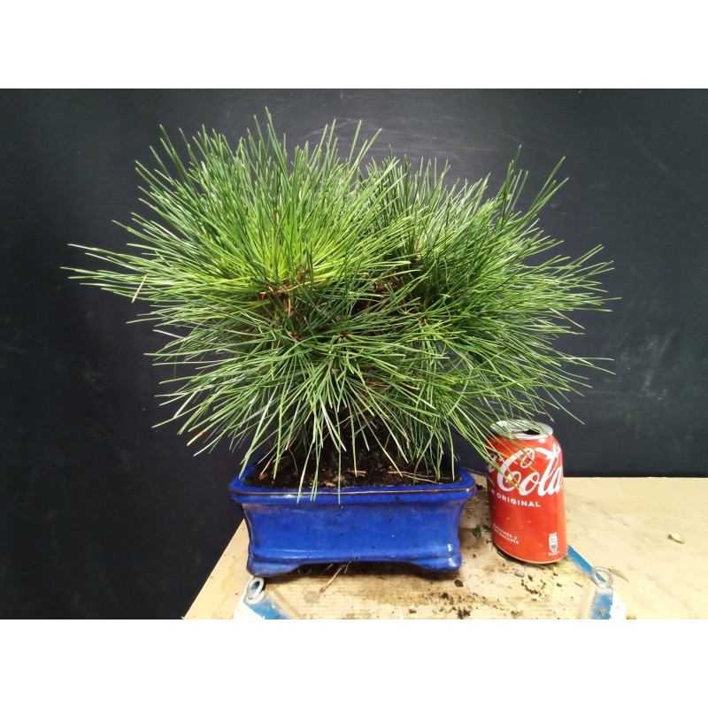 Pinus Tumbergii 4