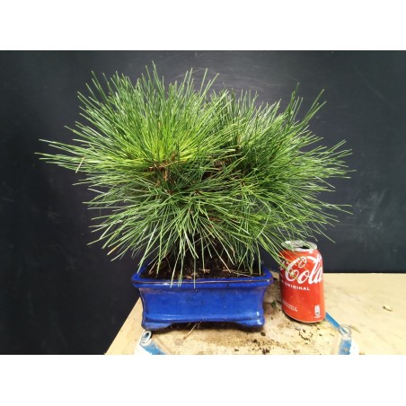 Pinus Tumbergii 4