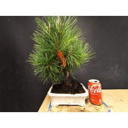 Pinus Tumbergii 5