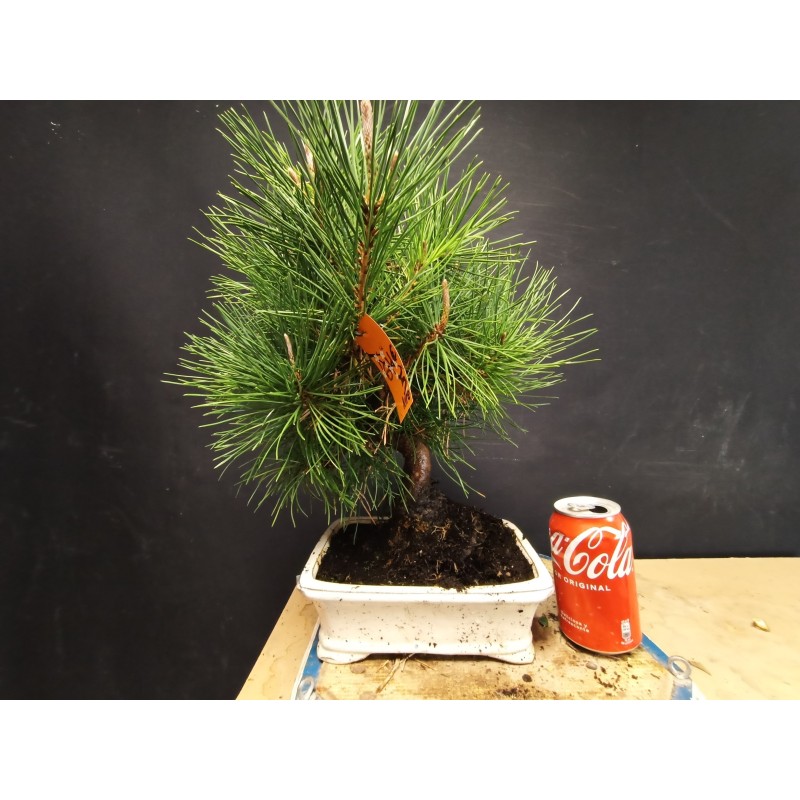 Pinus Tumbergii 5
