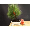 Pinus Tumbergii 5