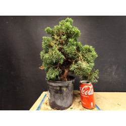 juniperus chinensis kishu 4