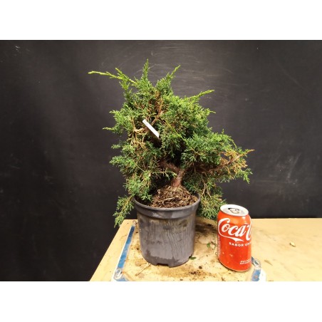 juniperus chinensis kishu 5
