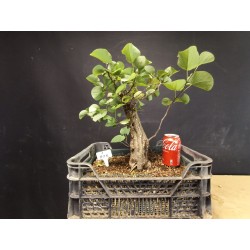 Cercis siliquastrum 1