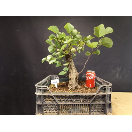 Cercis siliquastrum 1