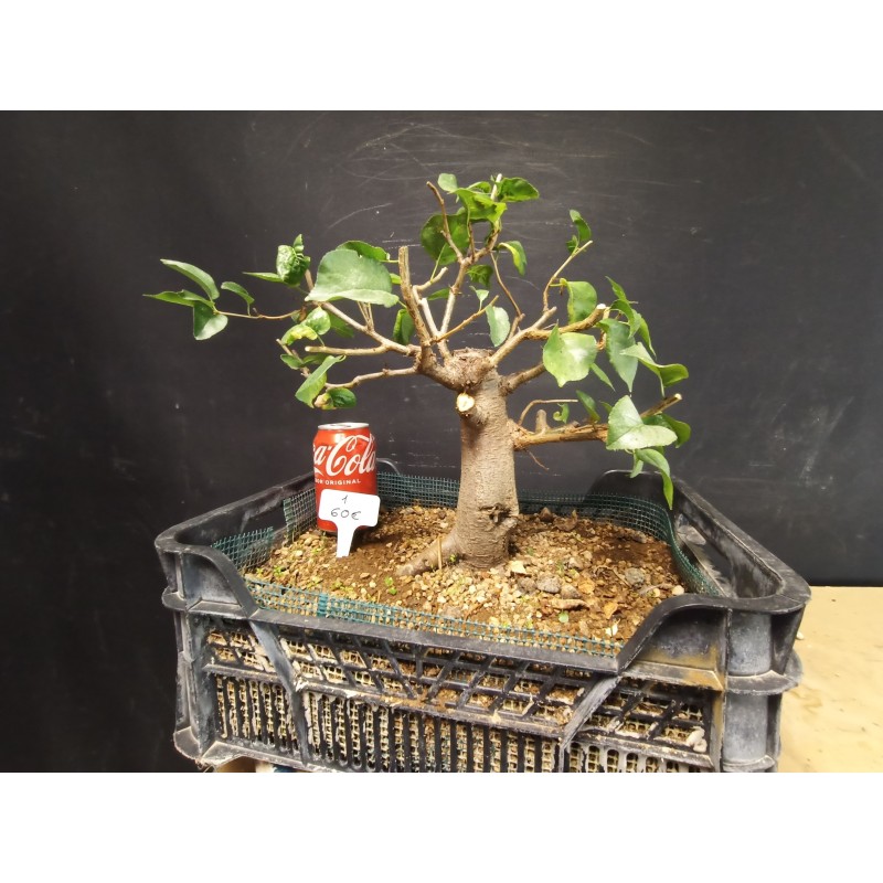 Prunus Mahaleb 1