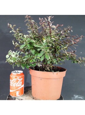 Berberis T. atrop. nana (se envia uno al azar) Berberis T. atrop. nana (se envia uno al azar)