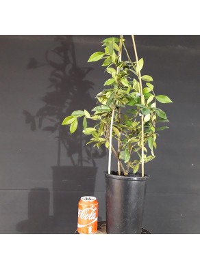 Trachelospermum jasminoides (se envia uno al azar) Trachelospermum jasminoides (se envia uno al azar)