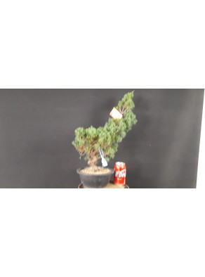 juniperus chinensis kishu 9 juniperus chinensis kishu 9