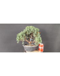 juniperus chinensis kishu 12