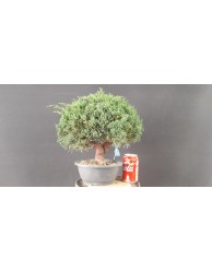 juniperus chinensis kishu 18