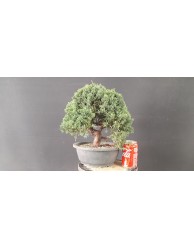 juniperus chinensis kishu 19