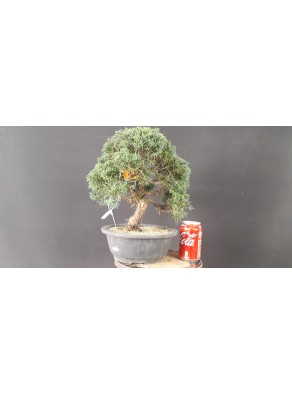 juniperus chinensis kishu 20