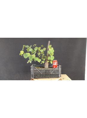 Cercis siliquastrum 3 Cercis siliquastrum 3