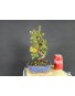 Cotoneaster 1