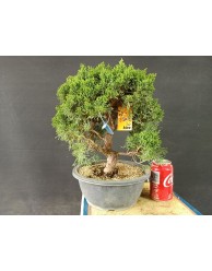 juniperus chinensis kishu 10