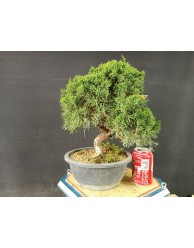 juniperus chinensis kishu 13