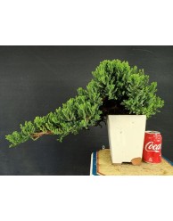 Juniperus Procumbens Nana 3