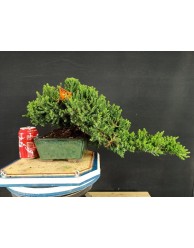 Juniperus Procumbens Nana 9