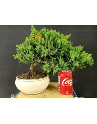 Juniperus Procumbens Nana 12