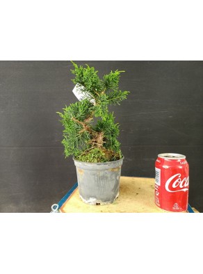 Juniperus Chinensis 12