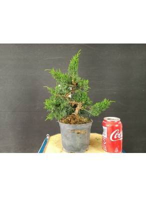 Juniperus Chinensis 13
