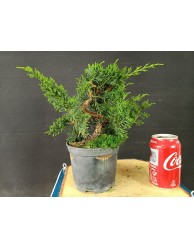 Juniperus Chinensis 14