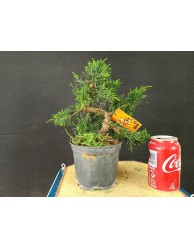 Juniperus Chinensis 15