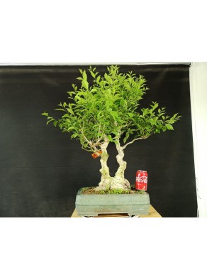 Ilex serrata 1 Ilex serrata 1